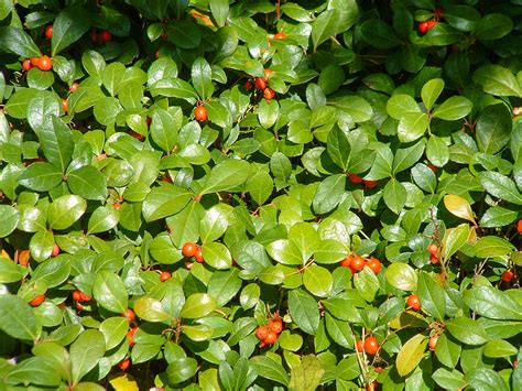 Creeping Wintergreen Gaultheria procumbens - Plants4Home