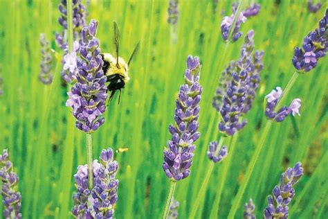 Find Farm-Fresh Lavender Products at MGM Lavender Farm - Tennessee Home ...