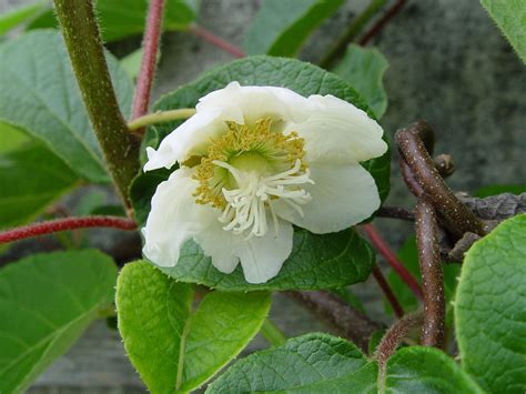 Kiwi-Flower, male - Kiwi (fruit) - Wikipedia | Kiwi fruit, Fruit tree nursery, Pollination