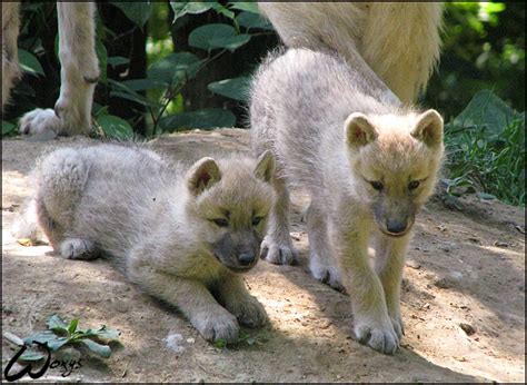 Arctic wolves pups by woxys on DeviantArt