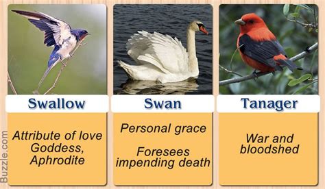 Swallow, Swan, Tanager | Animal spirit guides, Animal medicine, What is a bird