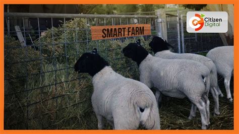 Smart Farm | Farmer in Baringo rearing dorper sheep - YouTube