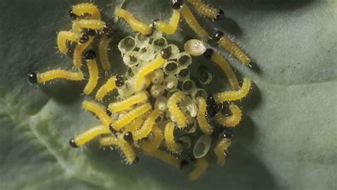 Hatching of cabbage white caterpillars | Britannica