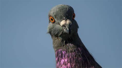 Images Of Pigeon