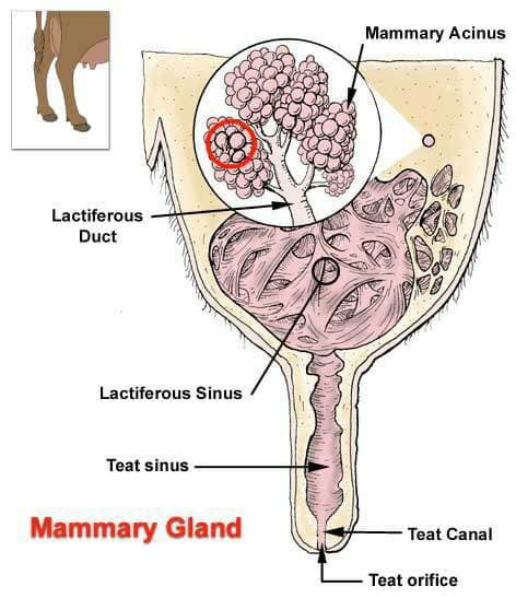 Udder anatomy - Veterinary medicine | Facebook