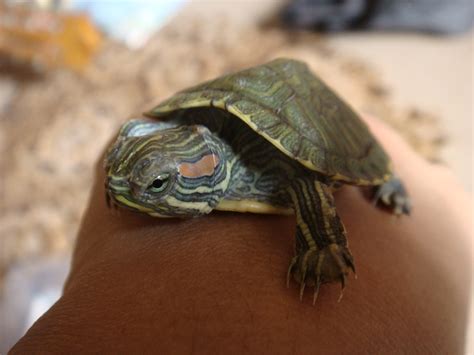 Turtle, Tortoise, Terrapin – Which one? & Their Amazing Shell ...