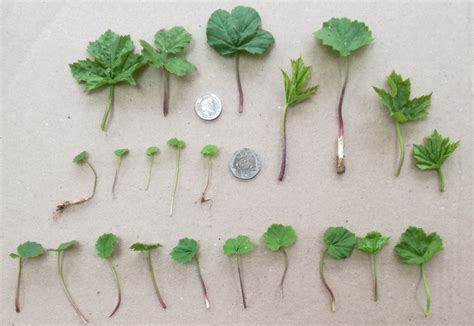 Giant hogweed seedling emergence trial - results released! | Scottish Invasive Species Initiative