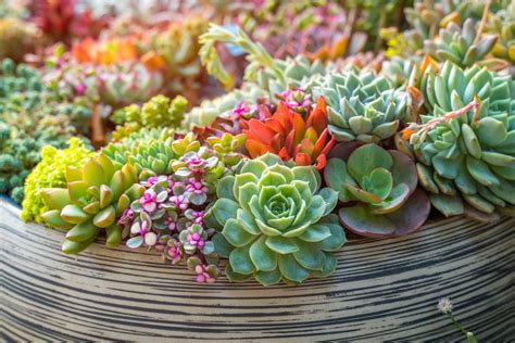 How To Keep Your Outdoor Succulents Alive And Thriving - Richannel