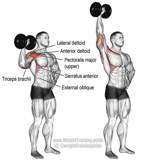 Dumbbell one arm overhead press. A unilateral compound push exercise. Main muscles worked ...