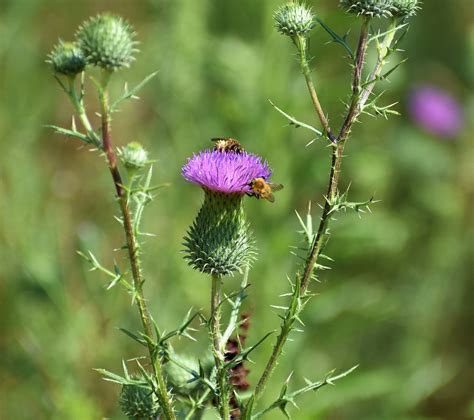 Milk Thistle Flower Buds - Free photo on Pixabay - Pixabay