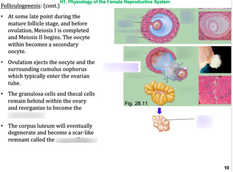 Folliculogenesis Diagram | Quizlet