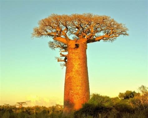 8 Facts about Baobab Trees - Fact File