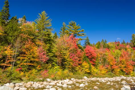 Autumn Trees By The River Free Stock Photo - Public Domain Pictures