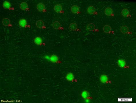 Fluorescently labeled secondary antibody stability | ResearchGate