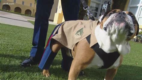 Marines promote bulldog mascot to the rank of Corporal | cbs8.com