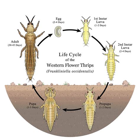 Thrips Life Cycle