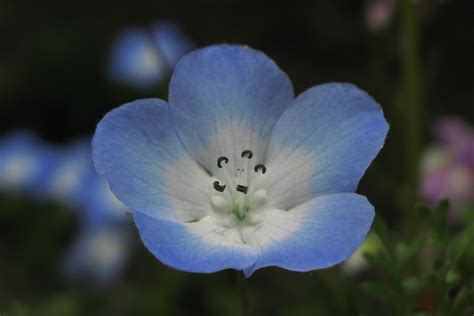 Baby blue eyes / Nemophila menziesii / ネモフィラ / 瑠璃唐草(ルリカラクサ… | Flickr