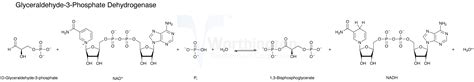 Glyceraldehyde 3 Phosphate Structure