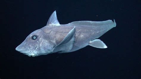 What Everyone Ought To Know About Ghost Sharks This Halloween