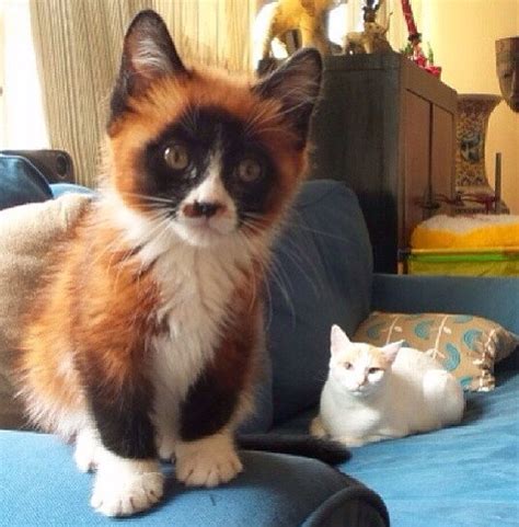 This Cat/Fox/Panda Hybrid | 25 Glorious Cats That Make the Internet a ...