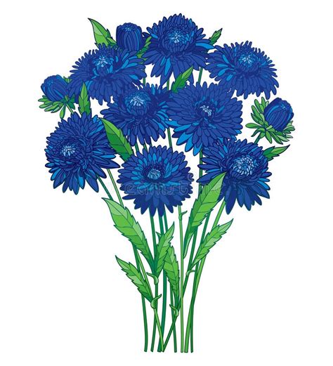 Vector Bouquet With Outline Blue Aster Flower, Ornate Green Foliage And Bud Isolated On White ...