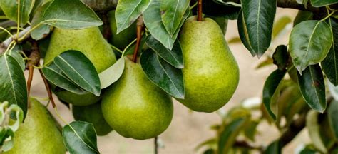 Pear Nutrition, Benefits, Recipes and Side Effects of Pears - Dr. Axe