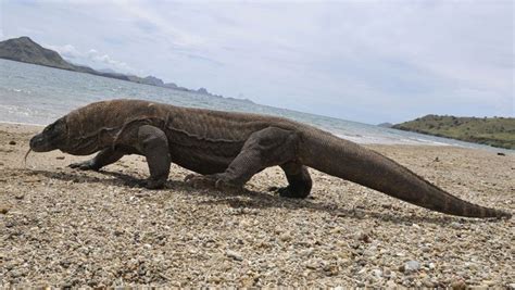 Komodovaraan valt Indonesiër aan | Nieuws | AD.nl