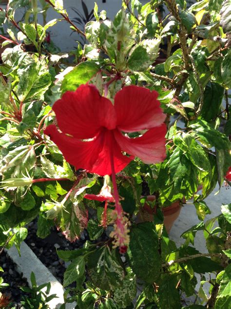 Variegated hibiscus | Hibiscus plant, Hibiscus, Variegated