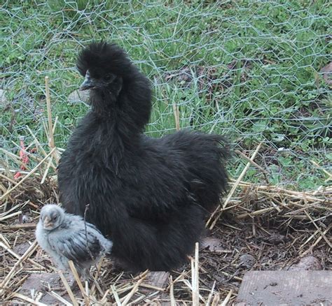 Silkie Chickens: The Complete Breed Guide | Know Your Chickens