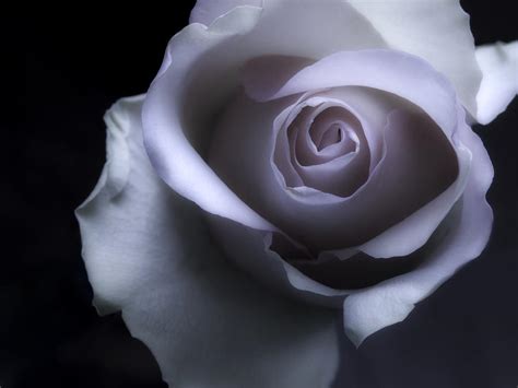 Black And White Rose Flower Macro Photography Photograph by Nadja Drieling - Flower- Garden and ...