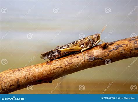 The Migratory Locust (Latin Locusta Migratoria) is Gray, Sitting on the ...