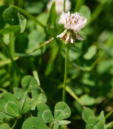 Two common clovers | Identify that Plant