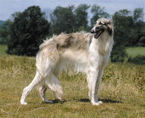 Borzoi | Breed information, Care, Upkeep, Temperament, Russian Wolfhound, Sighthound, & Hunting ...