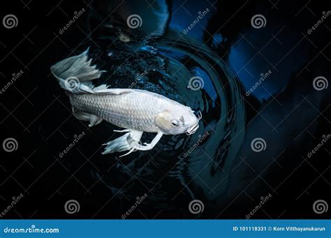 White Fish or Butterfly Koi Fish Stock Image - Image of movement, calm: 101118331