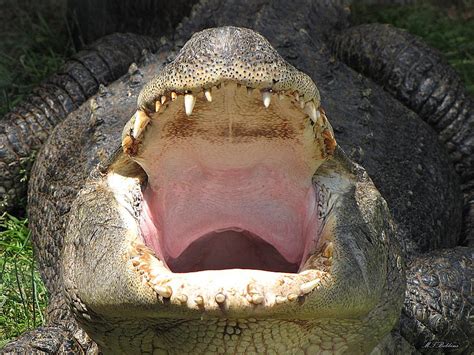 Alligator Mouth Photograph by MTBobbins Photography - Pixels