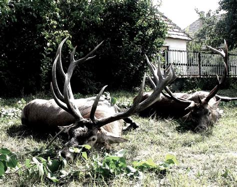 Red Stag Hunting – Hunting in Hungary with Jagd Stiedl