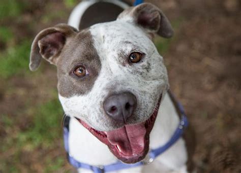 Multnomah County shelter ranks third on list of nation’s top animal ...