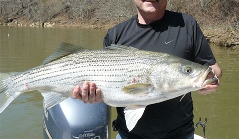 How To Catch Big Fish- Tactics, Lures and Tips - TRIZILY.COM