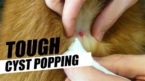 Dog Gets Tough Cyst Popping - YouTube