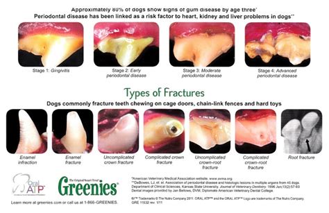 Gum Disease in Dogs, The Simple Natural Solution - Dogs First