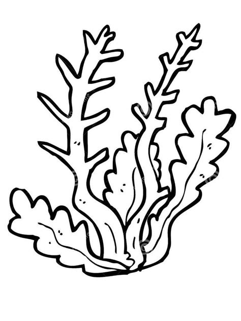 Coloring Seaweed Pages Clipart Template Outline Sea Printable Coral ...