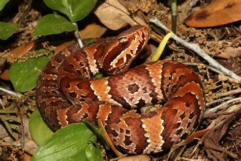 Baby Cottonmouth | Baby cottonmouth - VENOMOUS Native Cotton… | Flickr