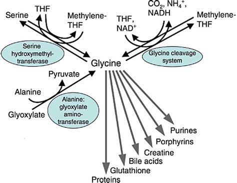 What is Glycine & Molecular Weight. Glycine Neurotransmitter, for Sleep