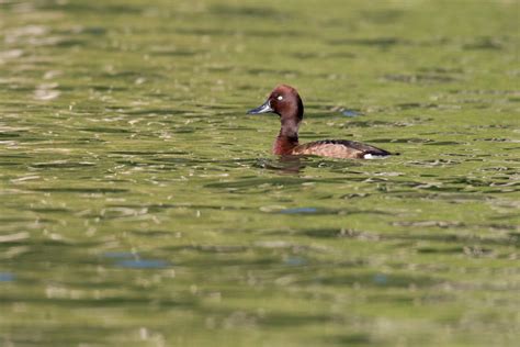 Madagascar — Bird Conservation Fund