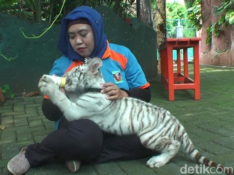 Anak Harimau Putih Lucu - 51+ Koleksi Gambar