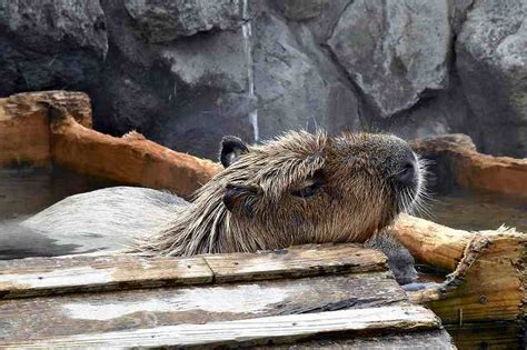 A capybara from Nasu has won this year’s competition for soaking in a hot spring the longest ...