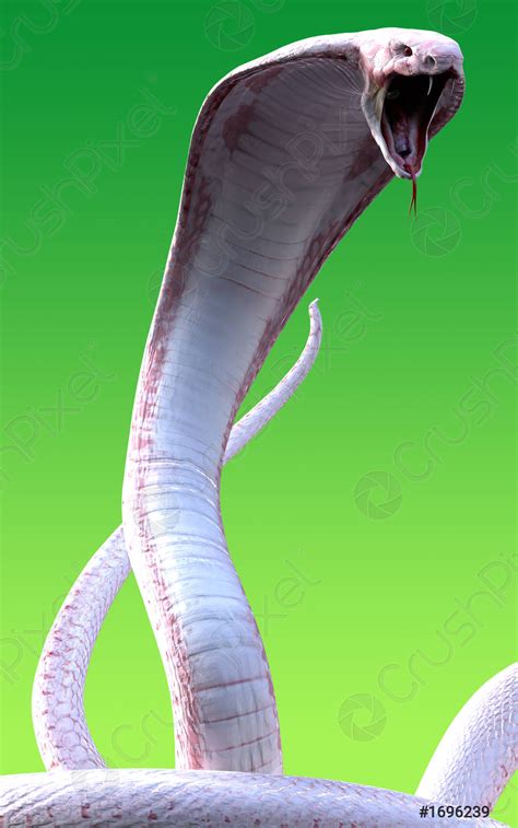 3d Albino king cobra snake isolated on green background - stock photo 1696239 | Crushpixel