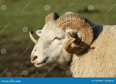 Male ram sheep stock photo. Image of livestock, horns - 12203988