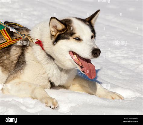 Sled dog, lead dog, Alaskan Husky, in harness, panting, resting in ...