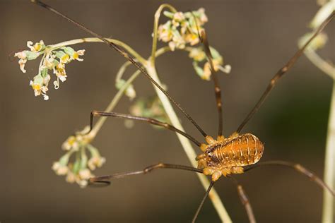 Harvestmen Webinar Part 2 - North West Invertebrates